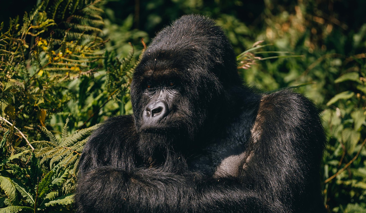 Rwanda Gorilla Trekking Rules and Guidelines