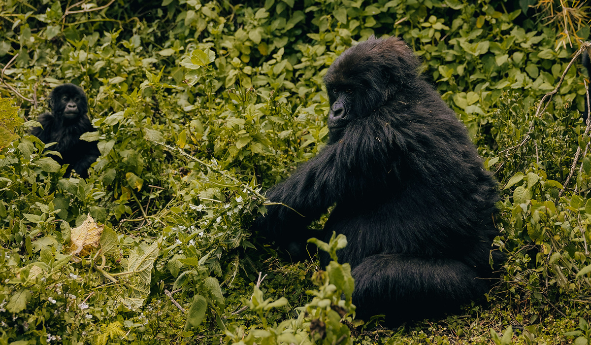 Top Tips for a Successful Gorilla Trek