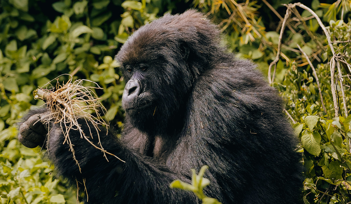 Rwanda Gorilla Families