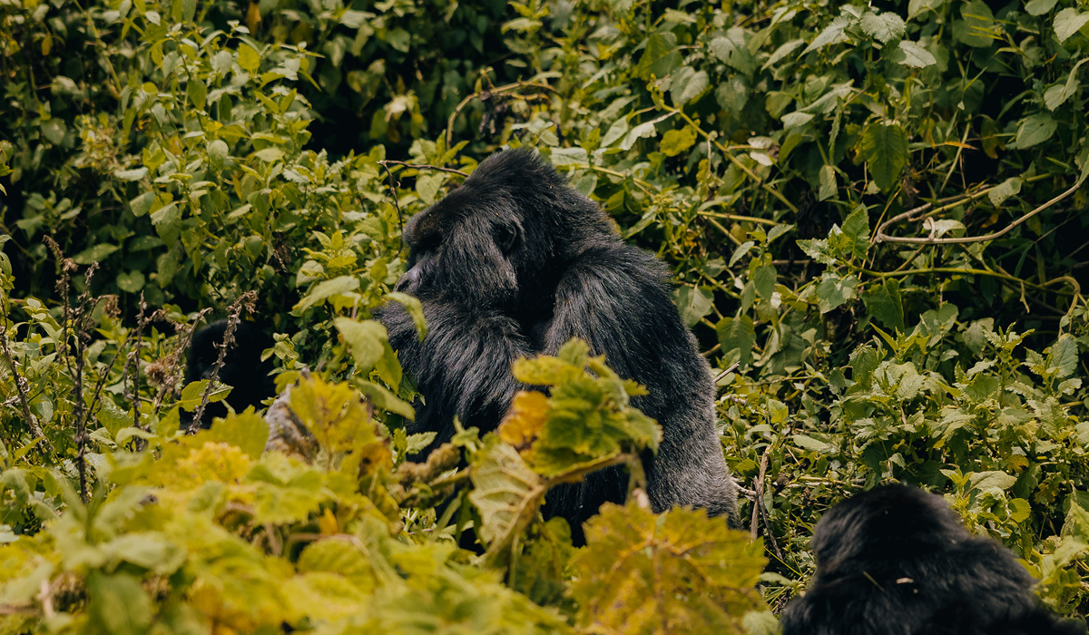 Gorilla Trekking in Uganda vs Rwanda