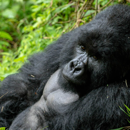 3 Days Uganda Gorilla Trekking Tour 3 Days Uganda Gorilla Trekking Tour