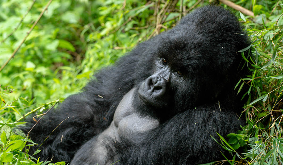 3 Days Uganda Gorilla Trekking Tour