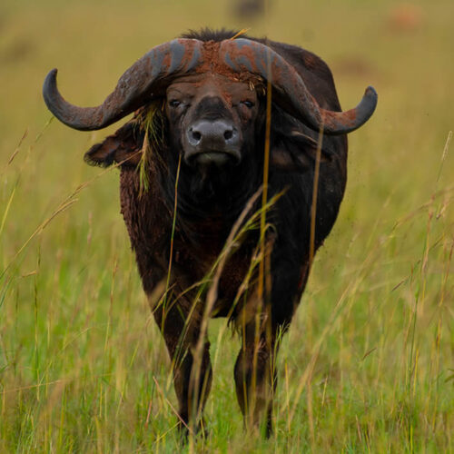 9 Days Uganda Big Five Safari Tour 9 Days Uganda Big Five Safari Tour