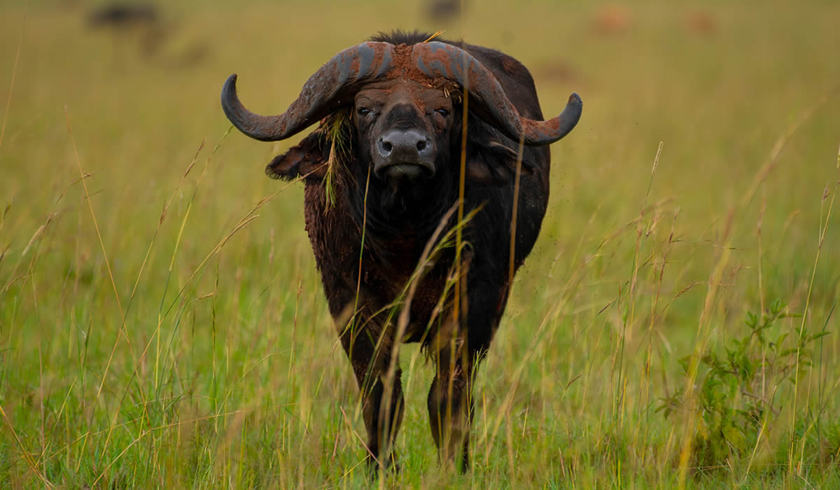9 Days Uganda Big Five Safari Tour