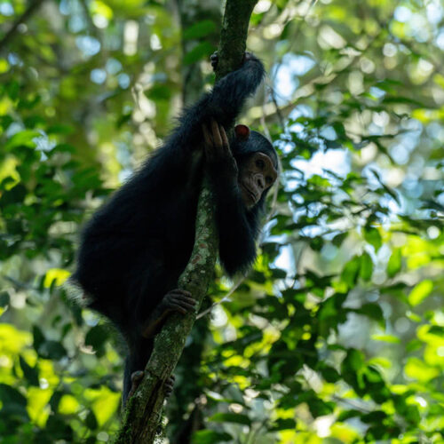 8 Days Uganda Primates and Wildlife Safari 8 Days Uganda Primates and Wildlife Safari