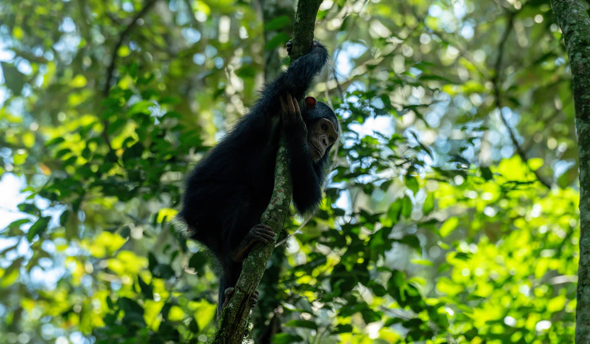 8 Days Uganda Primates and Wildlife Safari