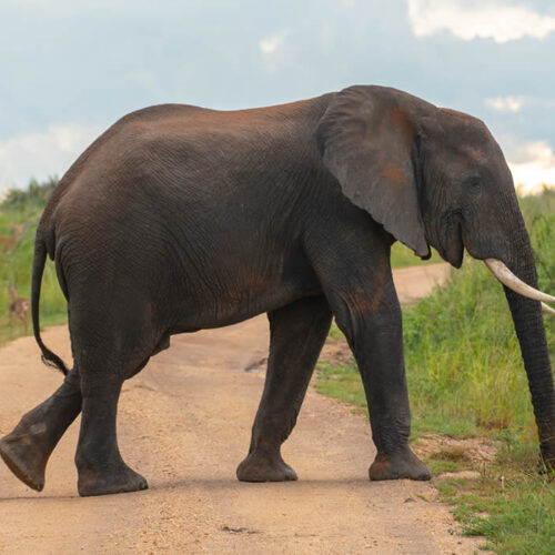 12 Days Uganda Complete Wildlife Safari 12 Days Uganda Complete Wildlife Safari