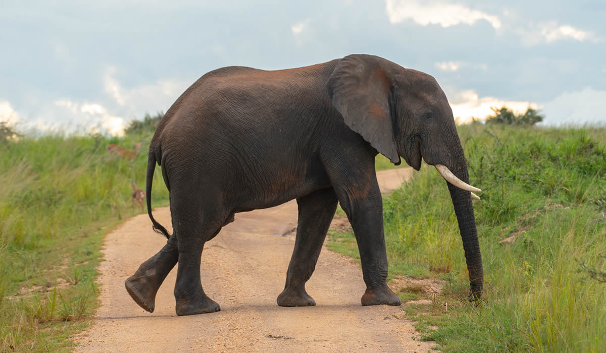 12 Days Uganda Complete Wildlife Safari