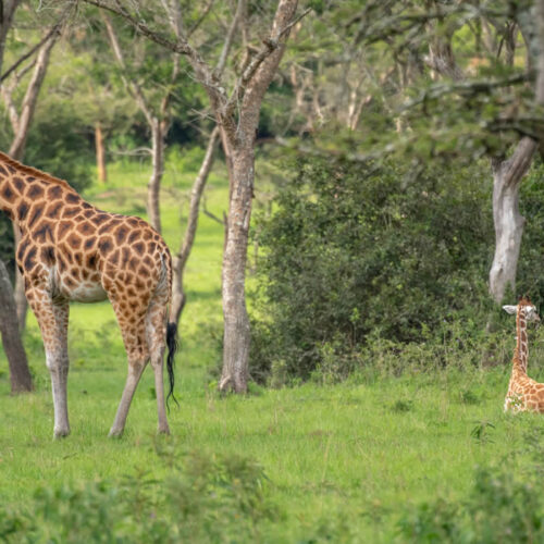 2 Days Wildlife Safari Adventure in Uganda 2 Days Wildlife Safari Adventure in Uganda