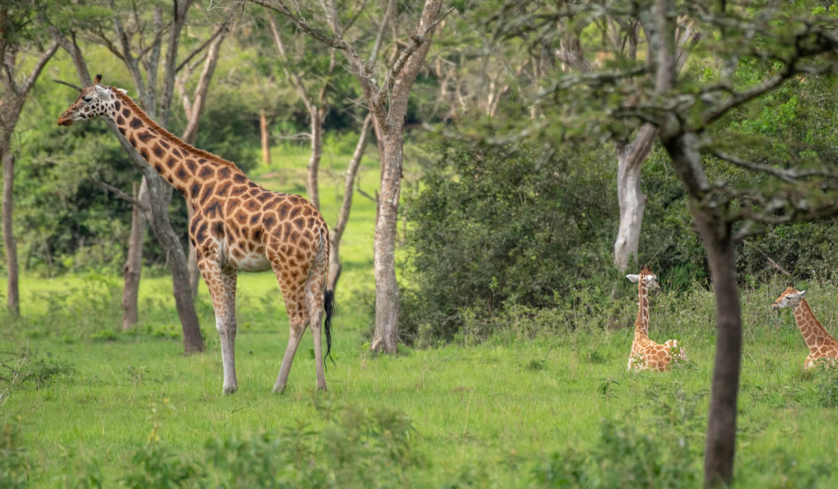 2 Days Wildlife Safari Adventure in Uganda