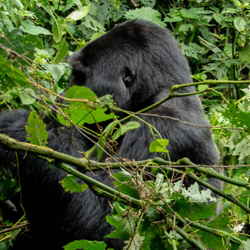 10 Days Uganda Wildlife and Primate Tracking Tour 10 Days Uganda Wildlife and Primate Tracking Tour