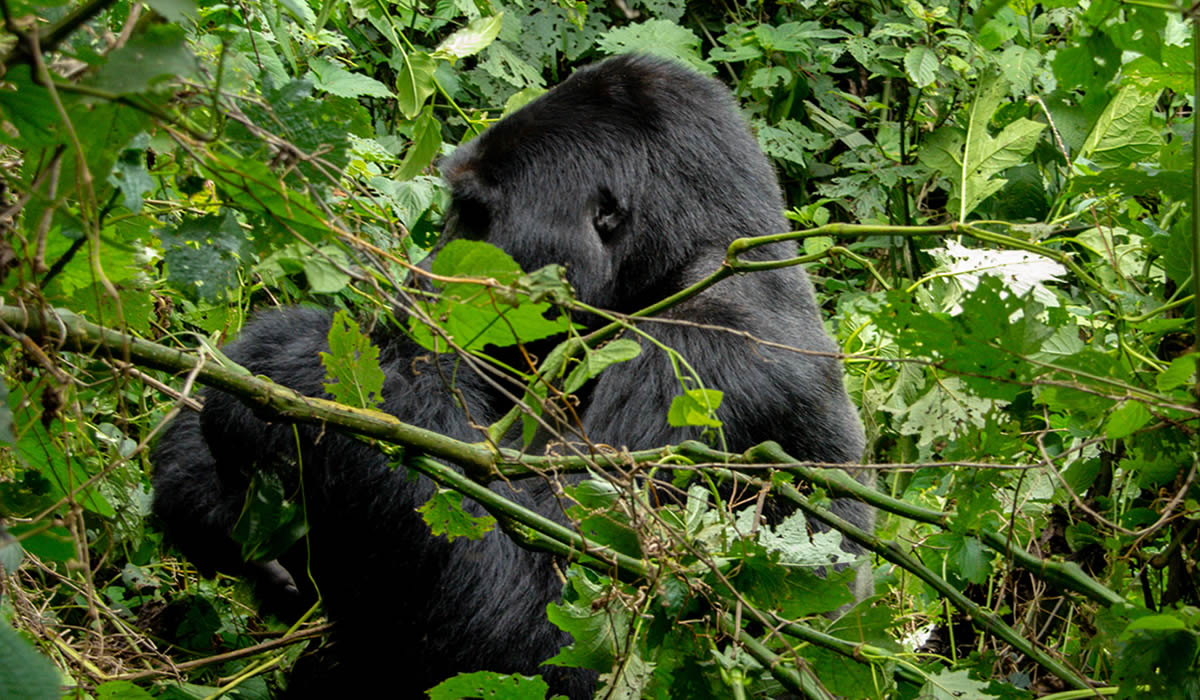 10 Days Uganda Wildlife and Primate Tracking Tour