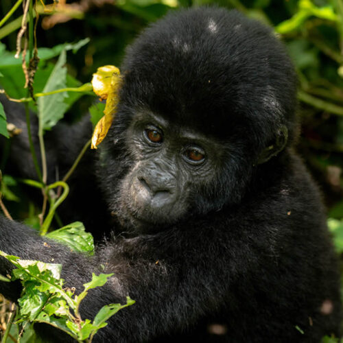 11 Days Gorilla Trekking and Wildlife Uganda Safari 11 Days Gorilla Trekking and Wildlife Uganda Safari