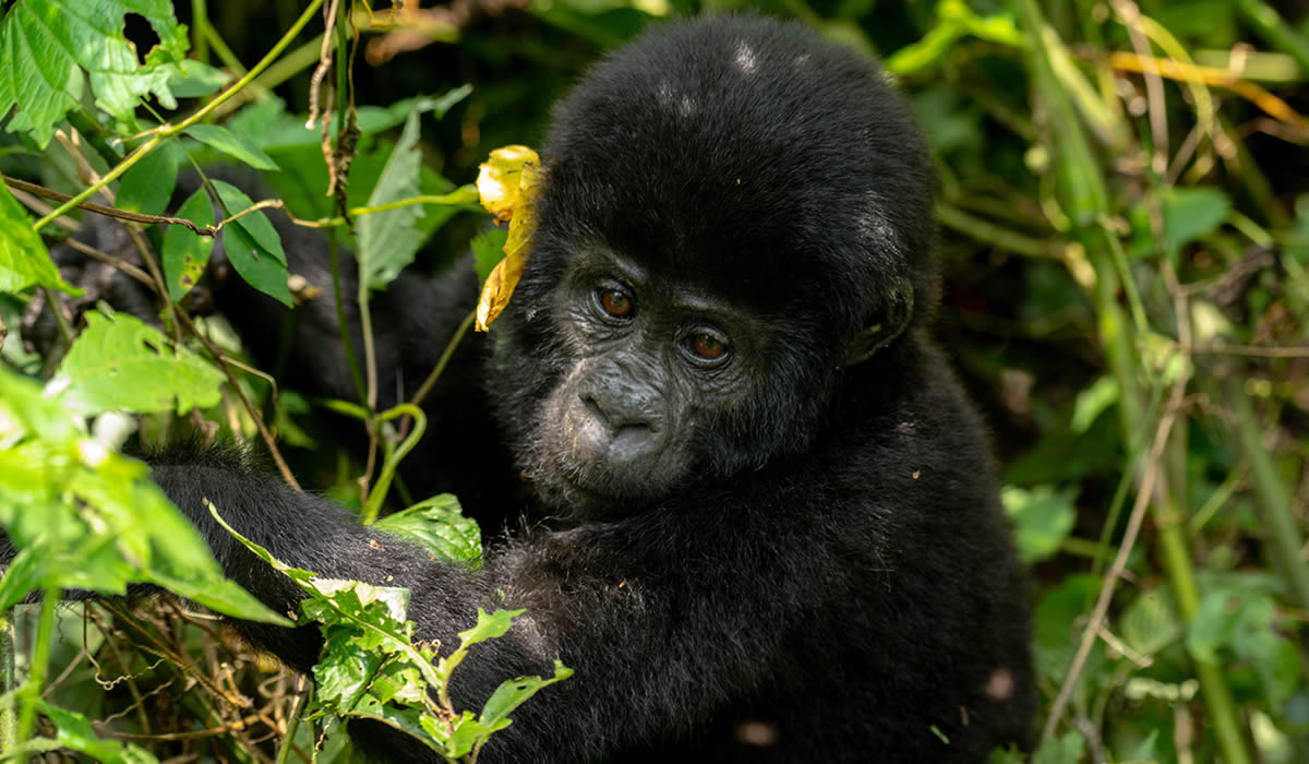 11 Days Gorilla Trekking and Wildlife Uganda Safari