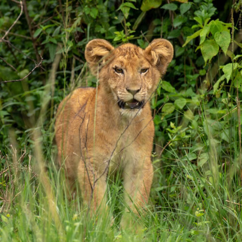 12 Days Ultimate Wildlife Safari Tour in Uganda 12 Days Ultimate Wildlife Safari Tour in Uganda