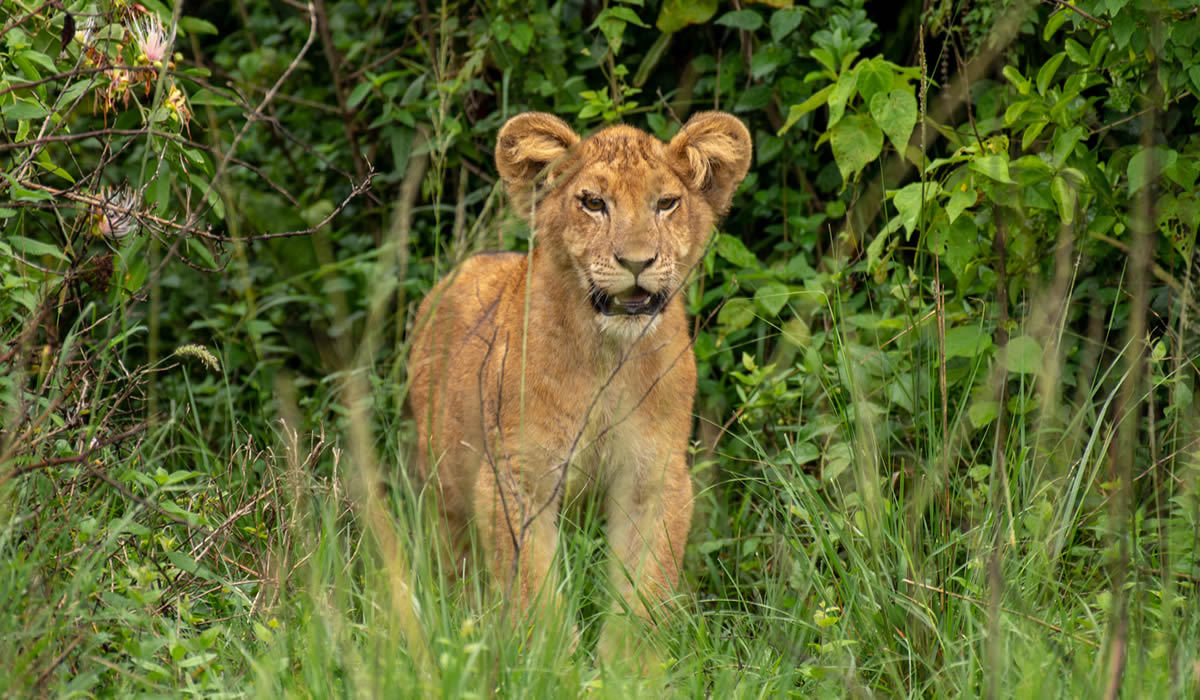 12 Days Ultimate Wildlife Safari Tour in Uganda