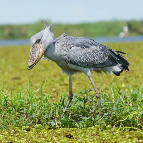 6 Days Bird Watching Safari in Uganda 6 Days Bird Watching Safari in Uganda
