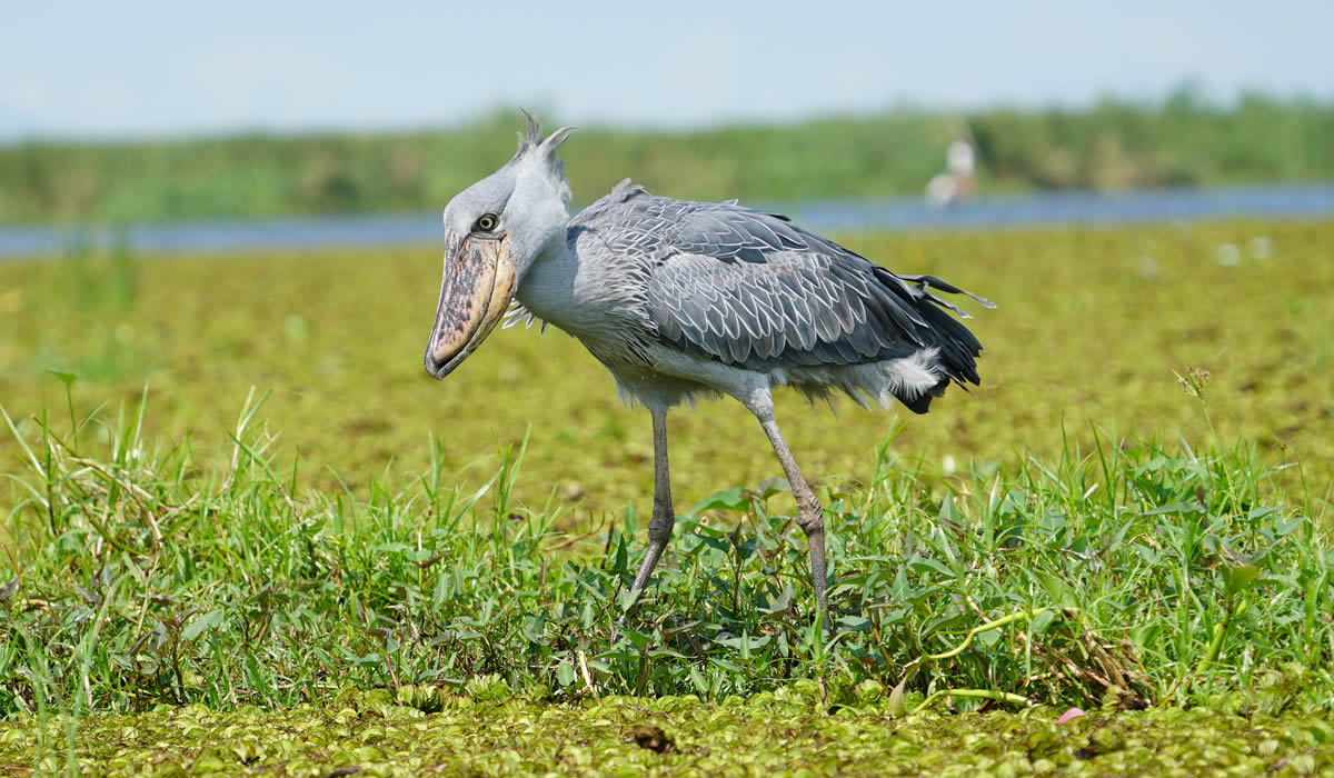 6 Days Bird Watching Safari in Uganda