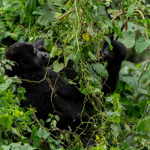 5 Days Uganda Wildlife and Gorilla Safari 5 Days Uganda Wildlife and Gorilla Safari