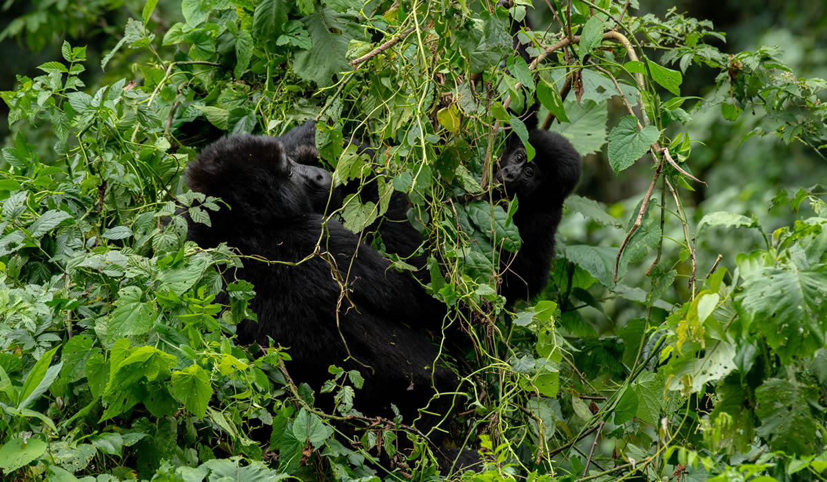 5 Days Uganda Wildlife and Gorilla Safari