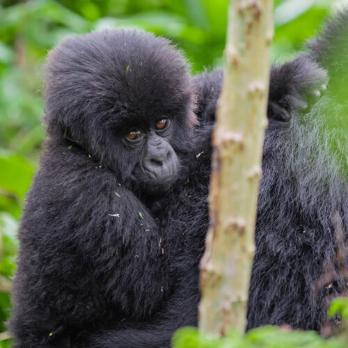 10 Days Luxury Safari Tour in Rwanda