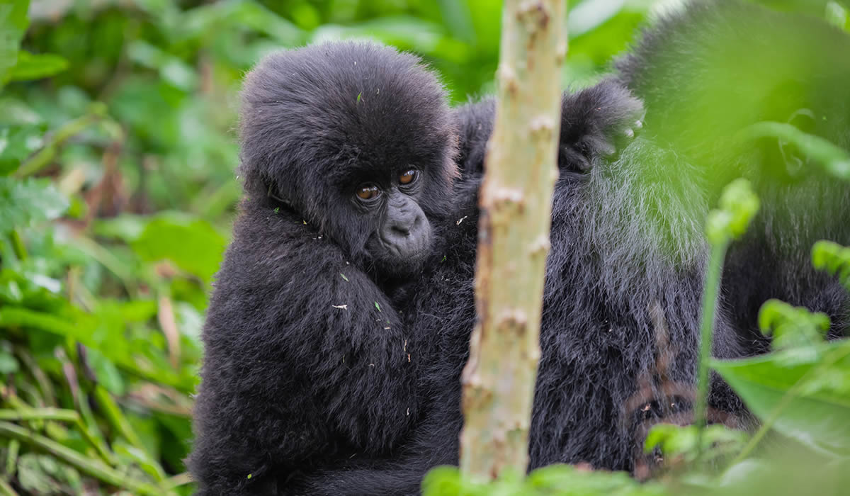 10 Days Luxury Safari Tour in Rwanda