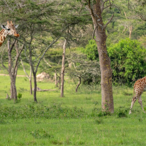 9 Days Exciting Safari Adventure in Rwanda