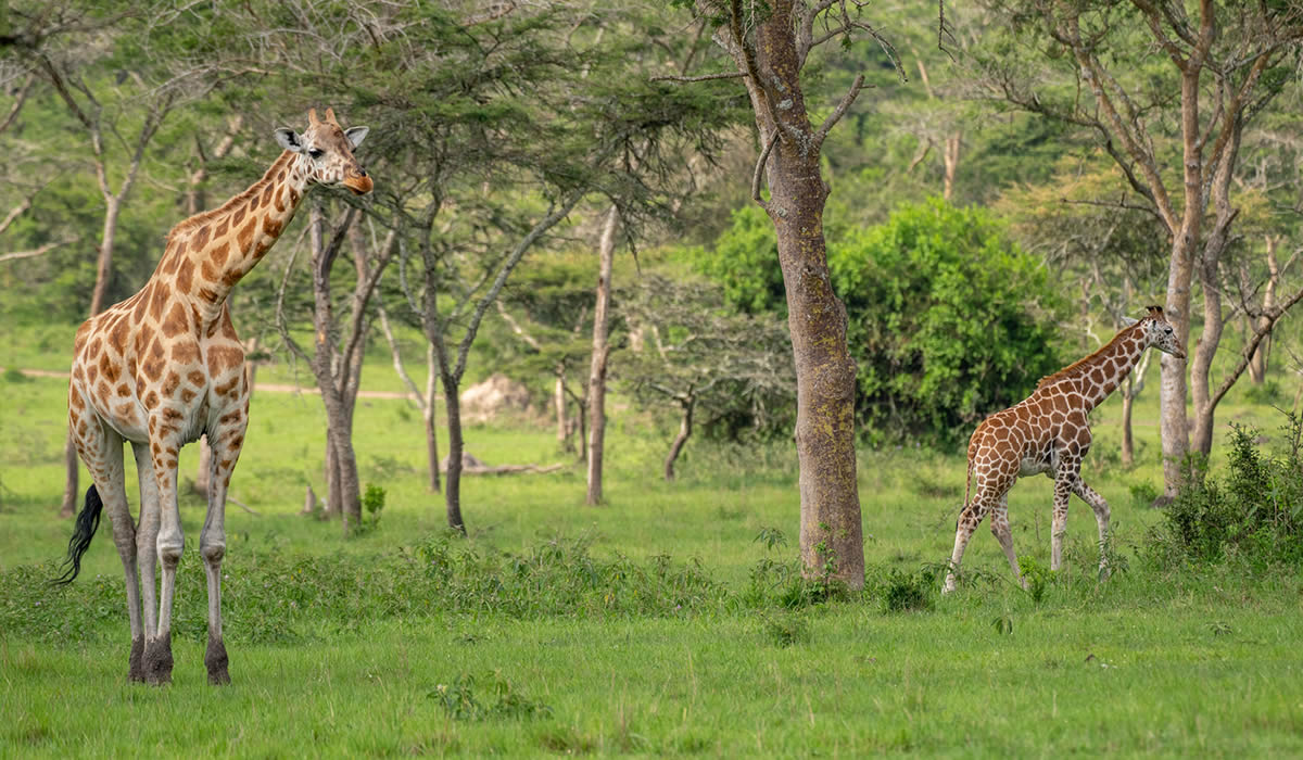 9 Days Exciting Safari Adventure in Rwanda