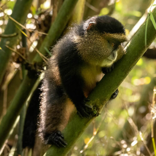 4 Days Rwanda Gorilla & Golden Monkey Safari