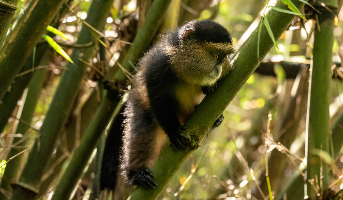 4 Days Rwanda Gorilla & Golden Monkey Safari