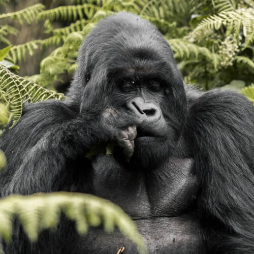 7 Days Gorilla Trekking & Rwanda Wildlife Safari