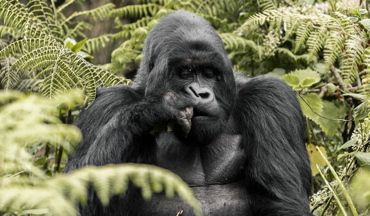 7 Days Gorilla Trekking & Rwanda Wildlife Safari