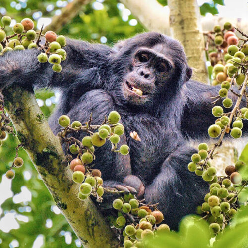 8 Days Primate Tracking Safari in Rwanda