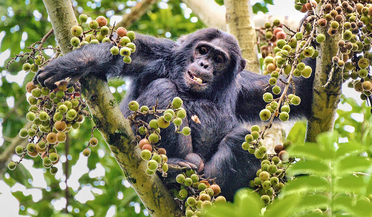 8 Days Primate Tracking Safari in Rwanda