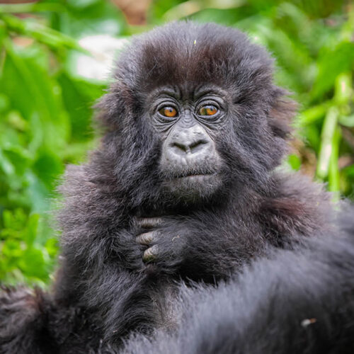 3 Days Gorilla Trekking Tour in Rwanda
