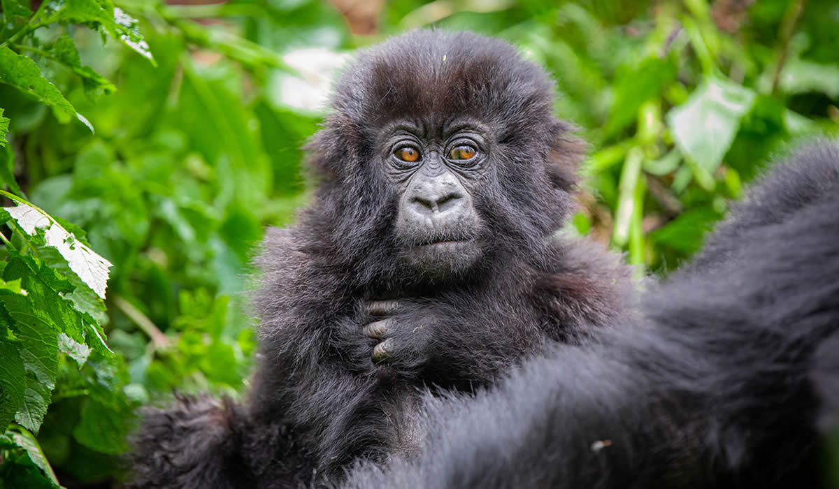 3 Days Gorilla Trekking Tour in Rwanda