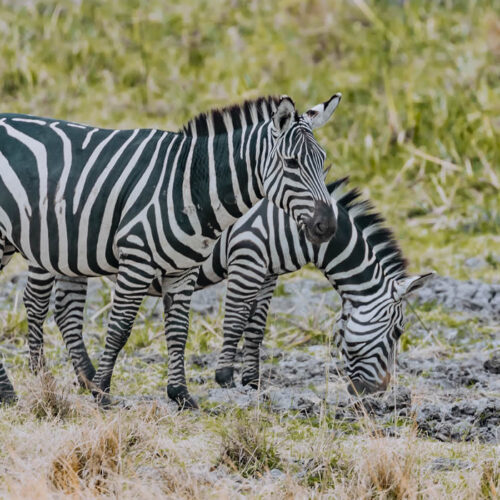5 Days Akagera Wildlife and Gorilla Safari