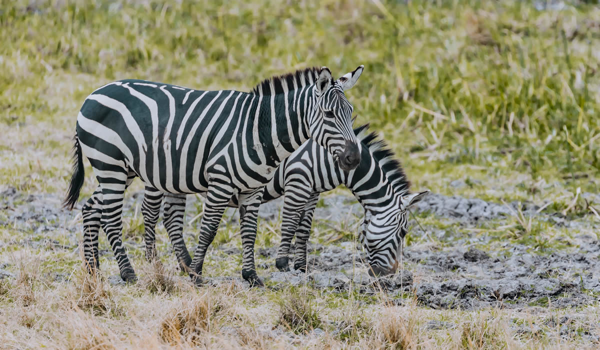 5 Days Akagera Wildlife and Gorilla Safari